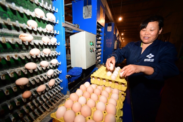 赤峰分揀雞蛋工作室電話號(hào)碼-第1張圖片