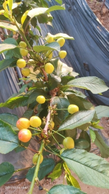 赤峰櫻桃超市電話多少號-第1張圖片