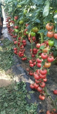 赤峰西紅柿基地電話-第1張圖片