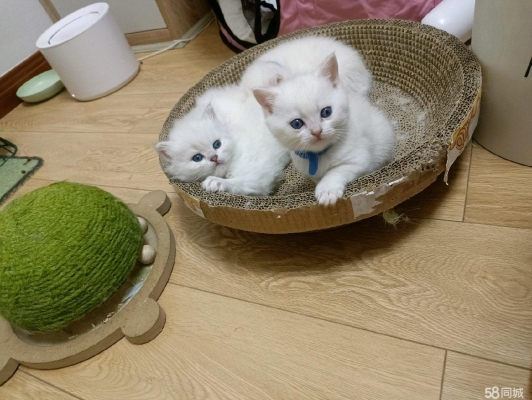 赤峰售賣藍(lán)貓電話是多少號-第1張圖片