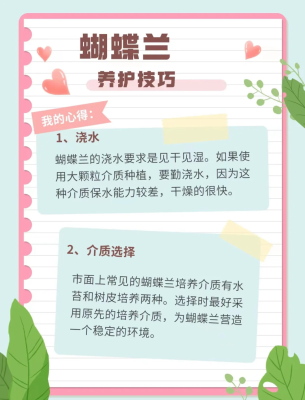 赤峰蝴蝶蘭廠家電話號碼-第1張圖片