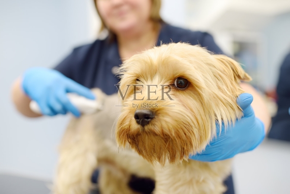 赤峰市獸醫(yī)診所電話地址查詢-第1張圖片