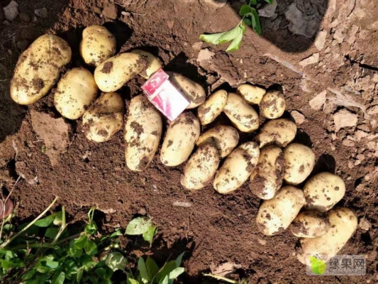 赤峰土豆代收電話-第1張圖片