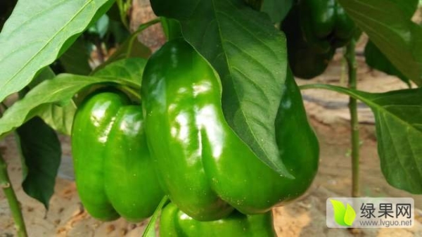 赤峰辣椒回收電話號(hào)碼查詢是多少-第1張圖片