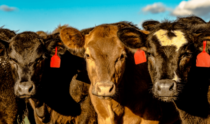 赤峰買牛犢電話號碼多少啊-第1張圖片