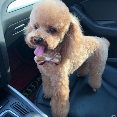 赤峰東郊寵物店電話地址查詢-第1張圖片