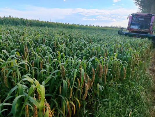 赤峰谷子購銷電話是多少號-第1張圖片