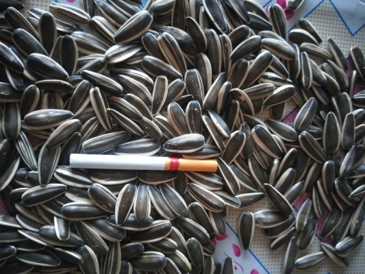 赤峰大量葵花收購商-第1張圖片