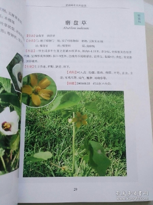 赤峰時(shí)尚花卉店電話多少號(hào)-第1張圖片