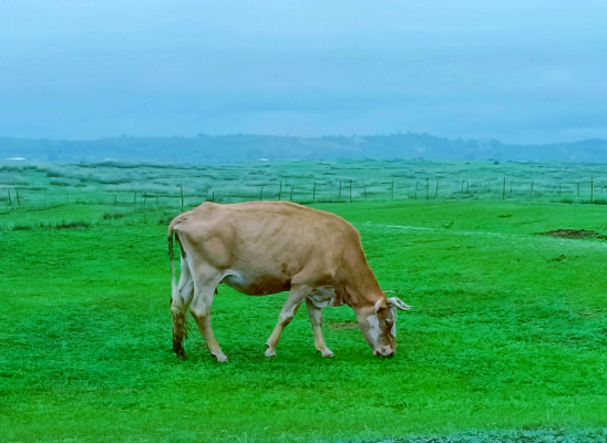 赤峰至望京拼車電話號碼-第1張圖片