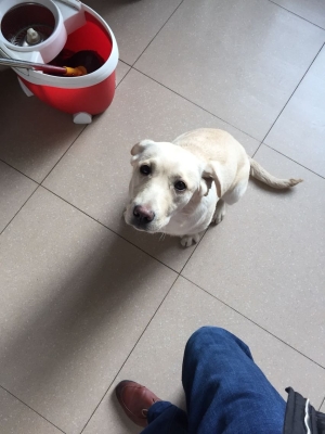 赤峰賣狗地方電話號(hào)多少號(hào)-第1張圖片