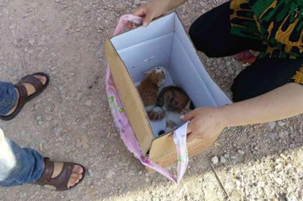 赤峰集市賣貓電話號碼是多少-第1張圖片