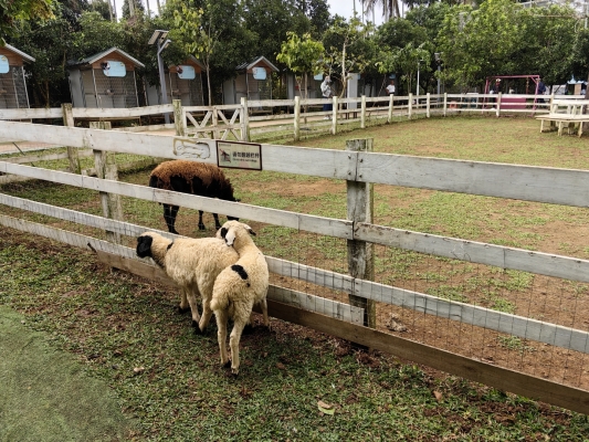 赤峰小動(dòng)物救助站電話-第1張圖片