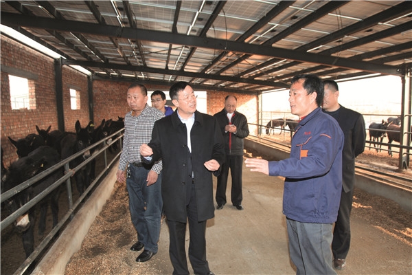 赤峰養(yǎng)驢基地電話(huà)-第1張圖片