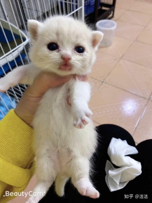 赤峰同城寵物狗群電話號碼-第1張圖片