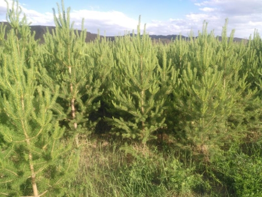 赤峰買賣松樹電話多少號碼-第1張圖片