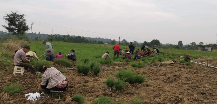 赤峰小董種苗廠電話地址查詢-第1張圖片