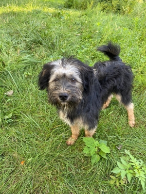 赤峰捕狗大隊電話是多少號-第1張圖片