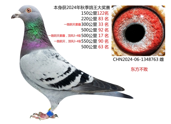 赤峰鳳羽鴿舍地址電話號(hào)碼-第1張圖片