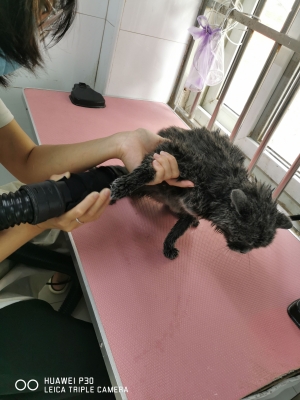 赤峰柒月寵物店電話號(hào)碼-第1張圖片