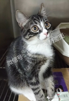 赤峰林西貓咪領(lǐng)養(yǎng)電話號碼-第1張圖片