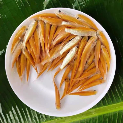 赤峰金草魚苗批發(fā)電話號碼-第1張圖片