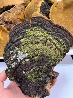 赤峰桑黃實(shí)體店電話號碼-第1張圖片