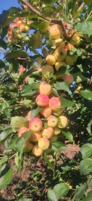 赤峰蘋果基地電話號碼查詢-第1張圖片