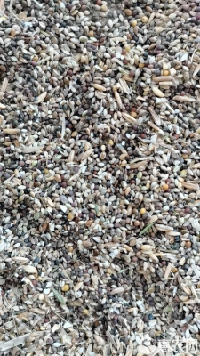 赤峰草籽批發(fā)-第1張圖片