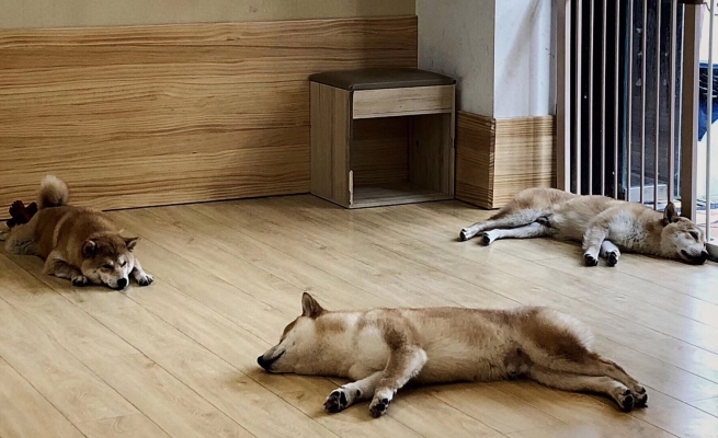 赤峰自家柴犬售賣(mài)店電話(huà)號(hào)碼-第1張圖片