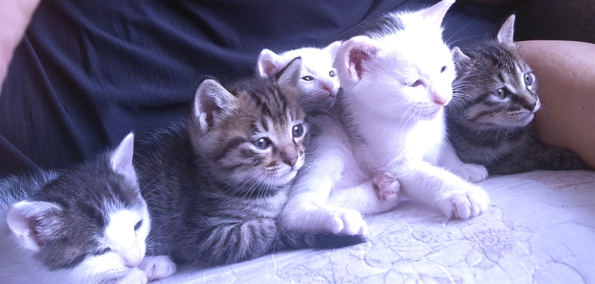 赤峰個人寵物貓市場電話號碼-第1張圖片