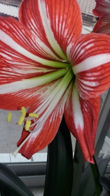 赤峰玫瑰花攝影地址電話號(hào)碼-第1張圖片