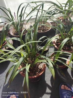 赤峰市蘭花膜廠電話(huà)號(hào)碼-第1張圖片