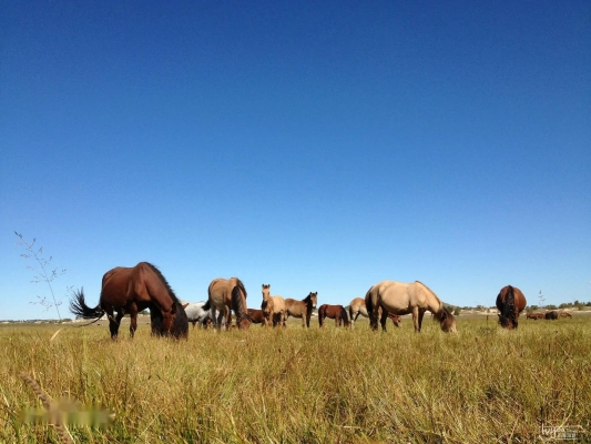 赤峰附近花田農(nóng)家院電話號碼-第1張圖片
