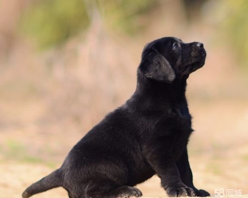 赤峰市寵物協(xié)會(huì)電話地址查詢-第1張圖片