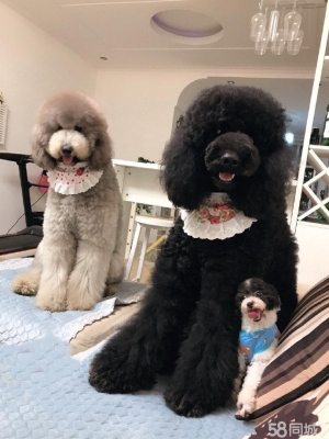 赤峰柴犬聚會(huì)地址電話號(hào)碼-第1張圖片