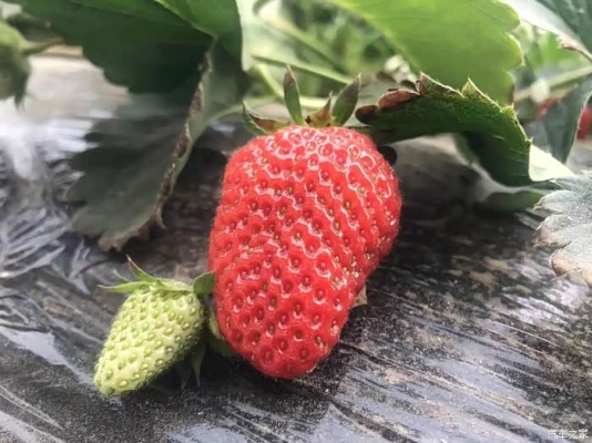 赤峰蘋果采摘園聯(lián)系電話號碼-第1張圖片