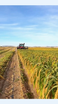 赤峰谷子育種基地地址電話號(hào)碼-第1張圖片