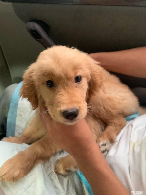 赤峰同城賣狗狗直播間電話號碼-第1張圖片