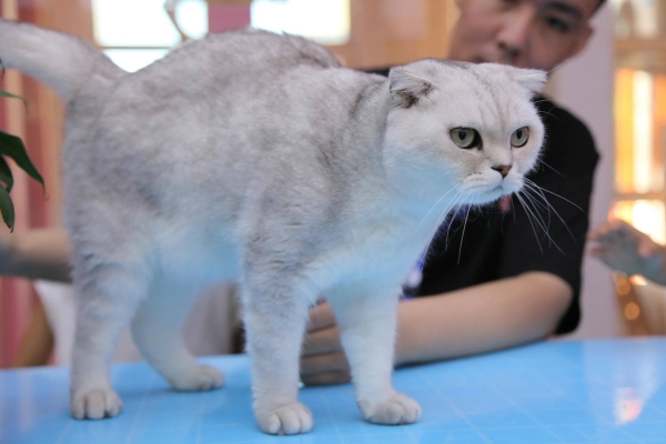 赤峰小貓老頭電話號碼多少號-第1張圖片