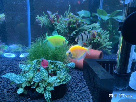 赤峰熱帶魚館電話地址查詢-第1張圖片