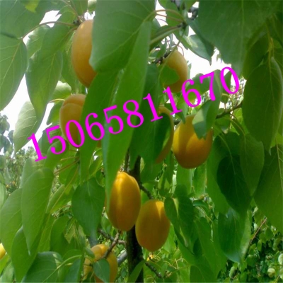 赤峰求購山杏苗基地電話號碼-第1張圖片