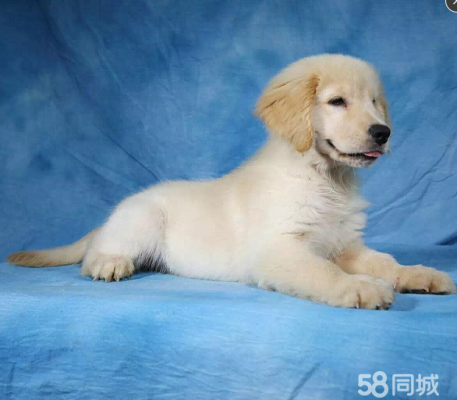 赤峰賣(mài)小狗崽電話(huà)號(hào)碼多少-第1張圖片