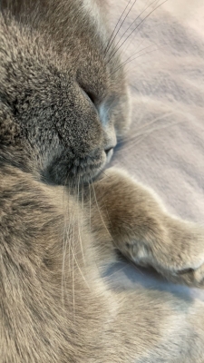 赤峰出售寵物店電話地址查詢-第1張圖片